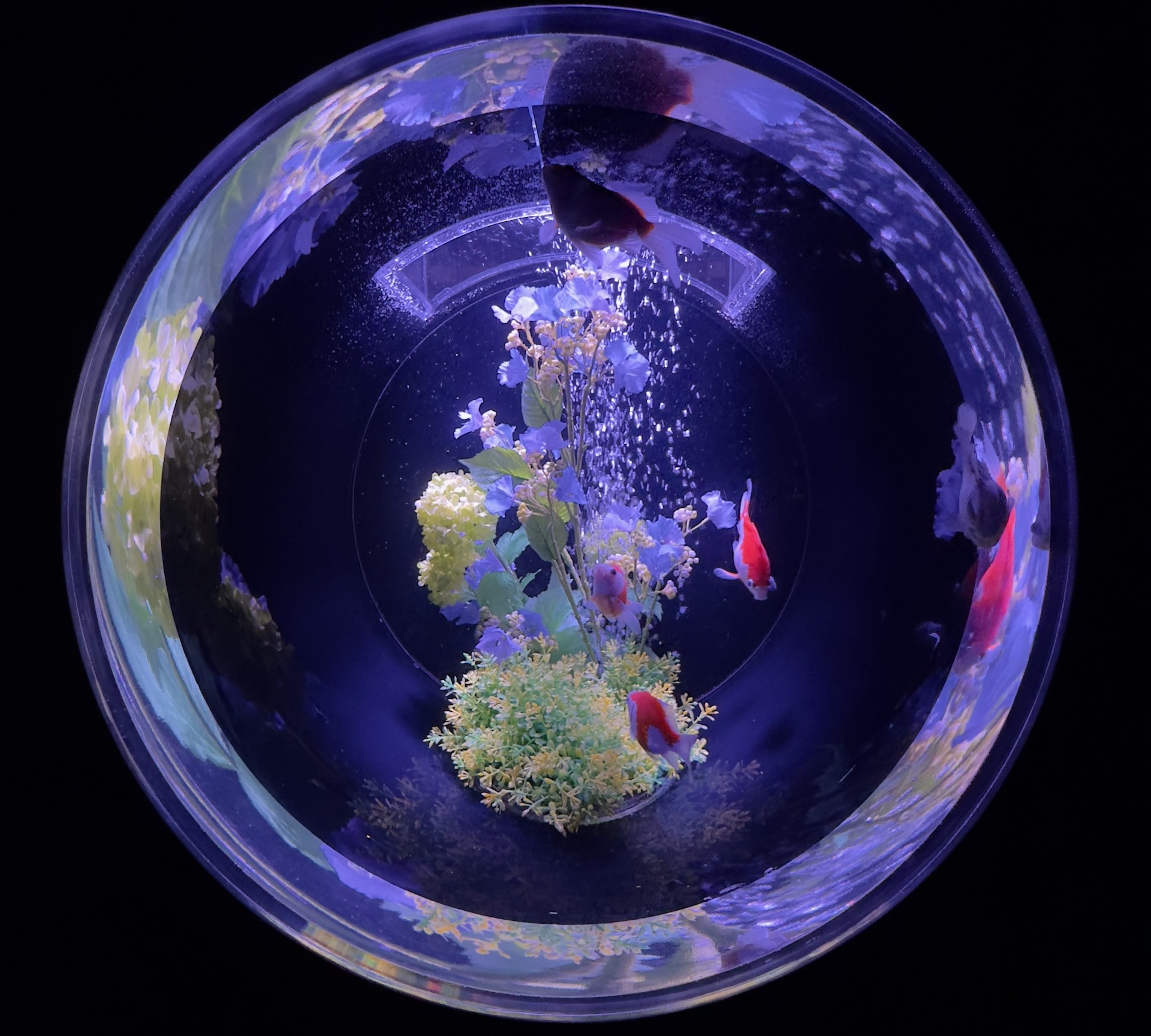 Art Aquarium installation